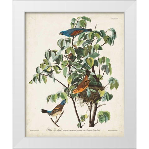 Pl 122 Blue Grosbeak White Modern Wood Framed Art Print by Audubon, John James