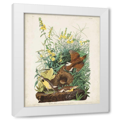 Pl 136 Meadow Lark White Modern Wood Framed Art Print by Audubon, John James