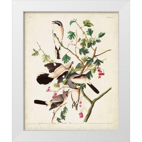 Pl 192 Great Cinereous Shrike White Modern Wood Framed Art Print by Audubon, John James