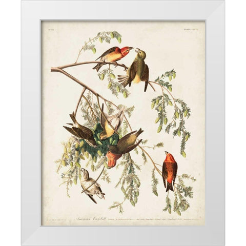 Pl 197 American Crossbill White Modern Wood Framed Art Print by Audubon, John James