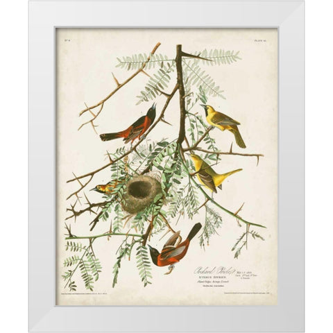 Pl 42 Orchard Oriole White Modern Wood Framed Art Print by Audubon, John James