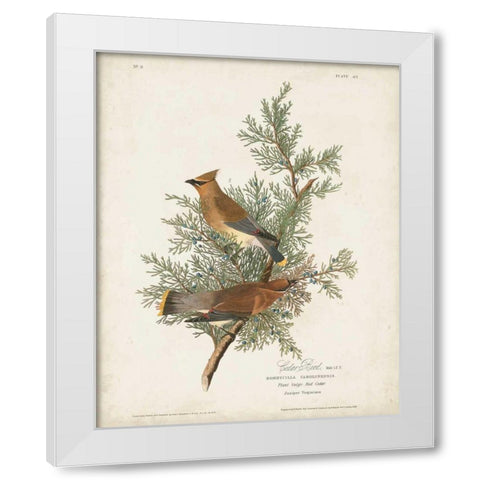 Pl 43 Cedar Bird White Modern Wood Framed Art Print by Audubon, John James