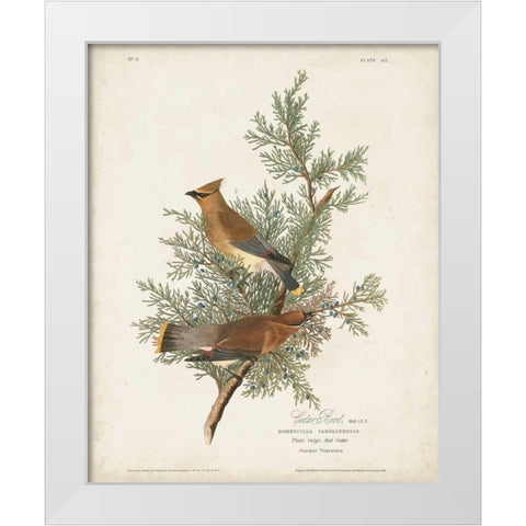 Pl 43 Cedar Bird White Modern Wood Framed Art Print by Audubon, John James