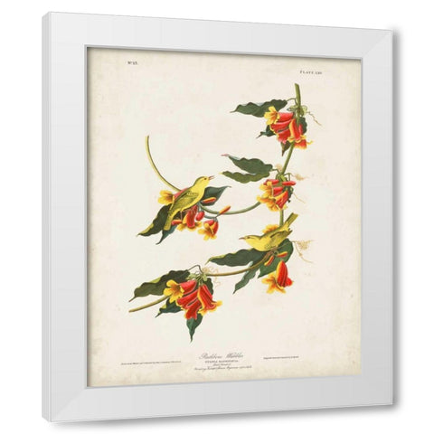 Pl 65 Rathbone Warbler White Modern Wood Framed Art Print by Audubon, John James