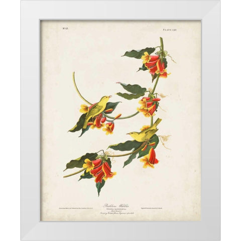 Pl 65 Rathbone Warbler White Modern Wood Framed Art Print by Audubon, John James