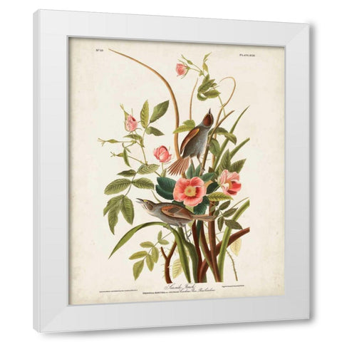 Pl 93 Seaside Finch White Modern Wood Framed Art Print by Audubon, John James