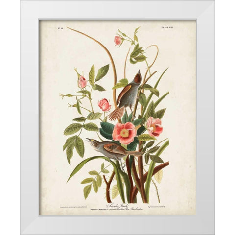Pl 93 Seaside Finch White Modern Wood Framed Art Print by Audubon, John James