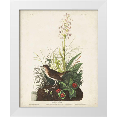 Pl 164 Tawny Thrush White Modern Wood Framed Art Print by Audubon, John James