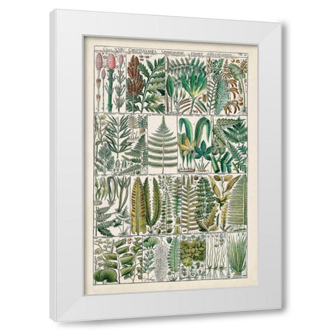 Fern Chart White Modern Wood Framed Art Print by Vision Studio