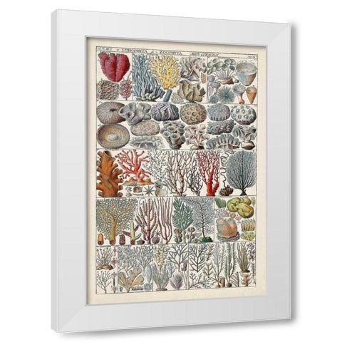 Coral Chart White Modern Wood Framed Art Print by Vision Studio