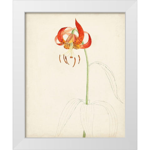 Watercolor Botanical Sketches I White Modern Wood Framed Art Print by Unknown