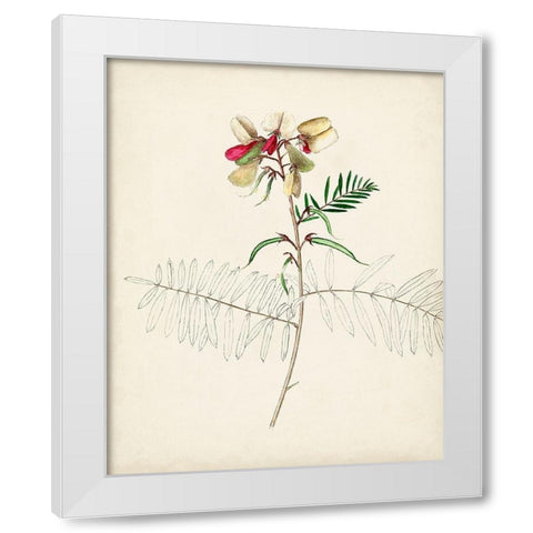 Watercolor Botanical Sketches II White Modern Wood Framed Art Print by Unknown