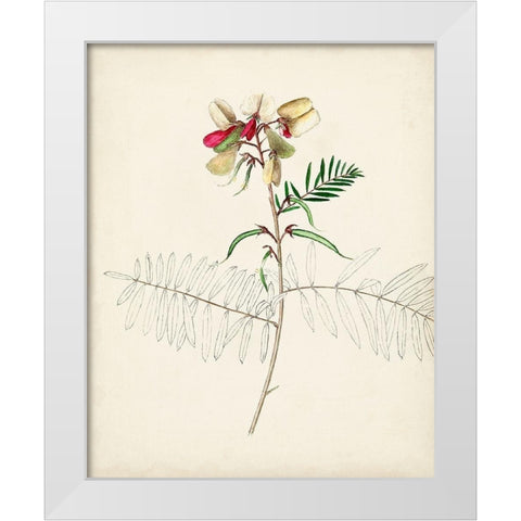 Watercolor Botanical Sketches II White Modern Wood Framed Art Print by Unknown