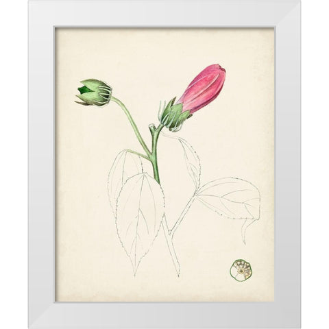 Watercolor Botanical Sketches IV White Modern Wood Framed Art Print by Unknown