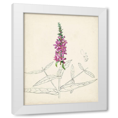 Watercolor Botanical Sketches V White Modern Wood Framed Art Print by Unknown