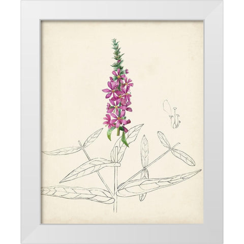 Watercolor Botanical Sketches V White Modern Wood Framed Art Print by Unknown