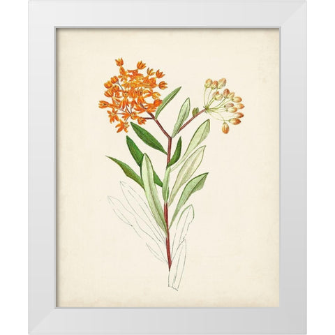 Watercolor Botanical Sketches VI White Modern Wood Framed Art Print by Unknown