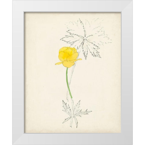 Watercolor Botanical Sketches VII White Modern Wood Framed Art Print by Unknown