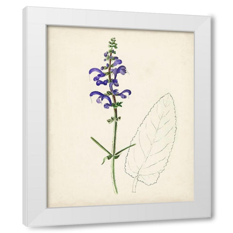 Watercolor Botanical Sketches X White Modern Wood Framed Art Print by Unknown