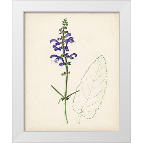 Watercolor Botanical Sketches X White Modern Wood Framed Art Print by Unknown
