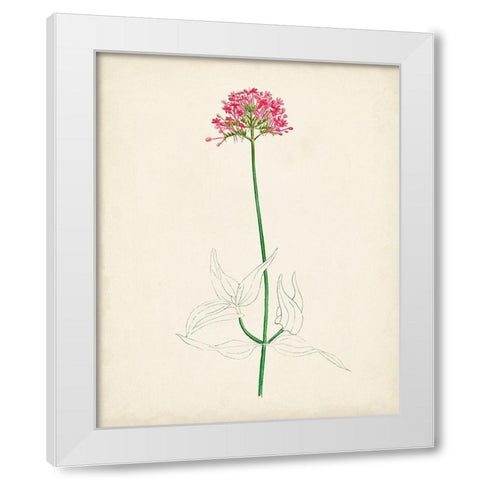 Watercolor Botanical Sketches XI White Modern Wood Framed Art Print by Unknown