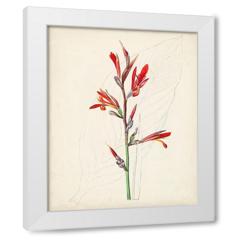 Watercolor Botanical Sketches XII White Modern Wood Framed Art Print by Unknown