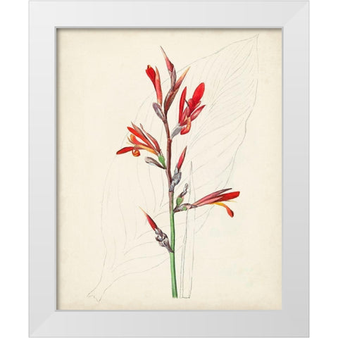 Watercolor Botanical Sketches XII White Modern Wood Framed Art Print by Unknown