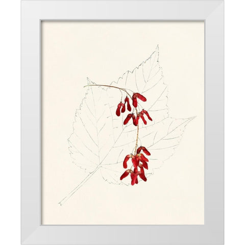 Watercolor Leaf Sketches II White Modern Wood Framed Art Print by Unknown