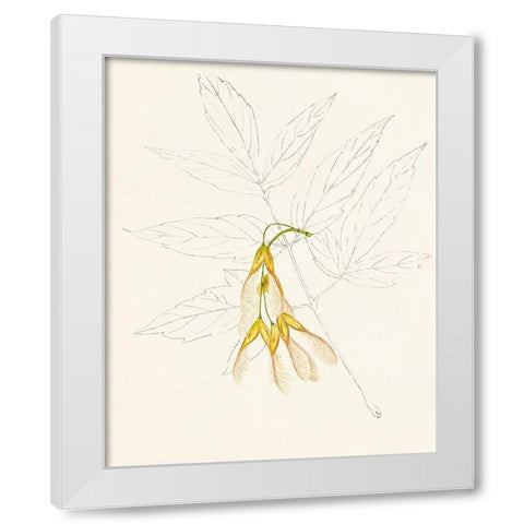 Watercolor Leaf Sketches III White Modern Wood Framed Art Print by Unknown