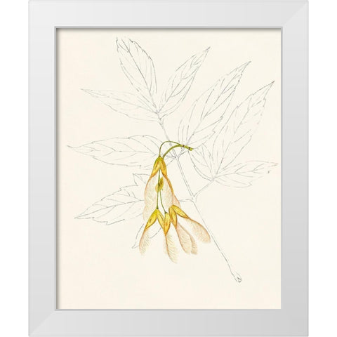 Watercolor Leaf Sketches III White Modern Wood Framed Art Print by Unknown