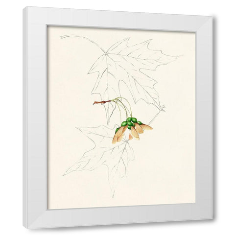Watercolor Leaf Sketches IV White Modern Wood Framed Art Print by Unknown