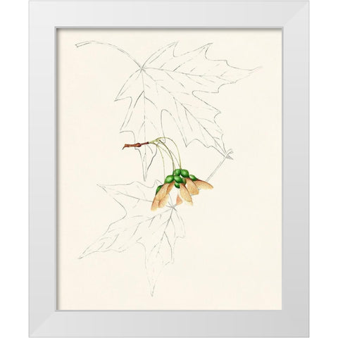 Watercolor Leaf Sketches IV White Modern Wood Framed Art Print by Unknown