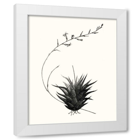 Graphic Succulents I White Modern Wood Framed Art Print by Vision Studio