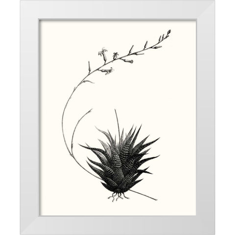 Graphic Succulents I White Modern Wood Framed Art Print by Vision Studio