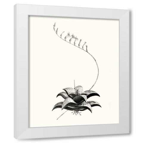 Graphic Succulents II White Modern Wood Framed Art Print by Vision Studio