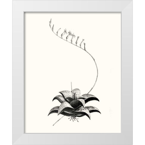 Graphic Succulents II White Modern Wood Framed Art Print by Vision Studio