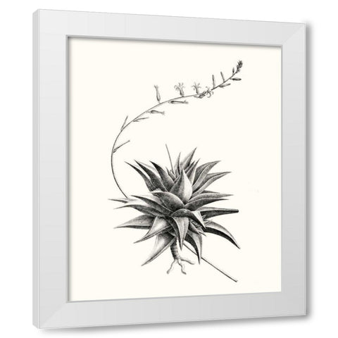 Graphic Succulents III White Modern Wood Framed Art Print by Vision Studio