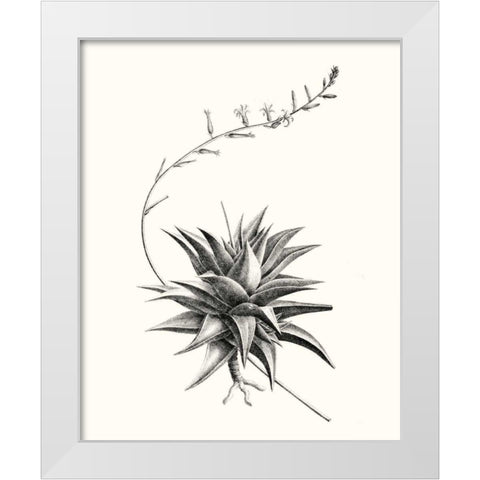 Graphic Succulents III White Modern Wood Framed Art Print by Vision Studio
