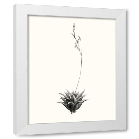 Graphic Succulents VI White Modern Wood Framed Art Print by Vision Studio