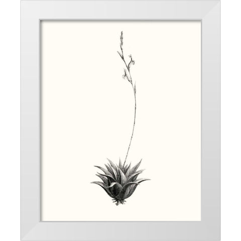 Graphic Succulents VI White Modern Wood Framed Art Print by Vision Studio