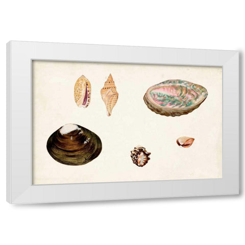 Antique Shell Anthology VIII White Modern Wood Framed Art Print by Vision Studio