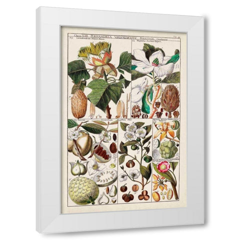 Magnolia Chart White Modern Wood Framed Art Print by Unknown