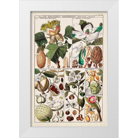Magnolia Chart White Modern Wood Framed Art Print by Unknown