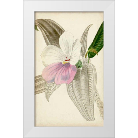 Silvery Botanicals VII White Modern Wood Framed Art Print by Vision Studio