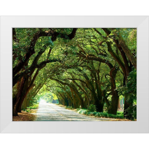 Canopy Road I White Modern Wood Framed Art Print by McLoughlin, James