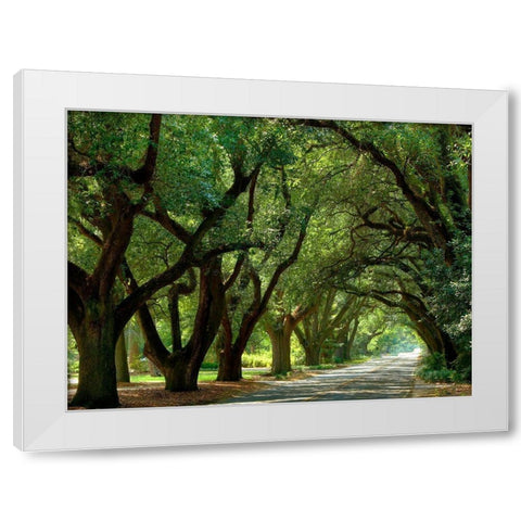 Canopy Road II White Modern Wood Framed Art Print by McLoughlin, James