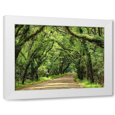 Canopy Road III White Modern Wood Framed Art Print by McLoughlin, James