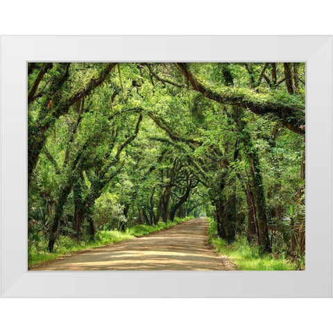 Canopy Road III White Modern Wood Framed Art Print by McLoughlin, James