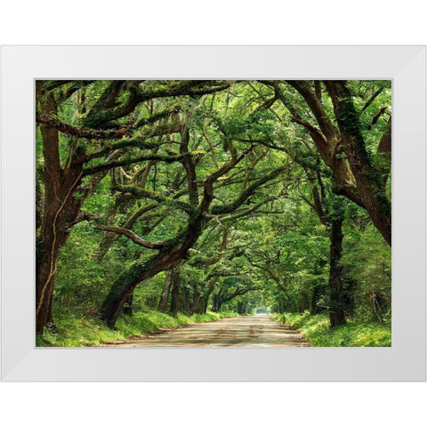 Canopy Road IV White Modern Wood Framed Art Print by McLoughlin, James