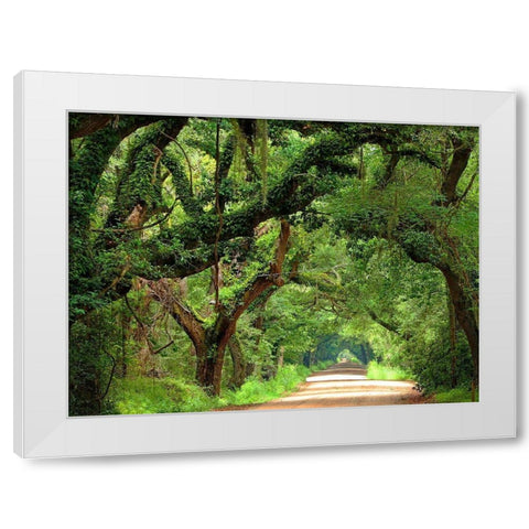 Canopy Road V White Modern Wood Framed Art Print by McLoughlin, James